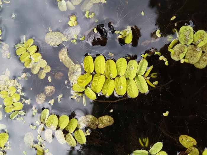 Сальвиния гигантская