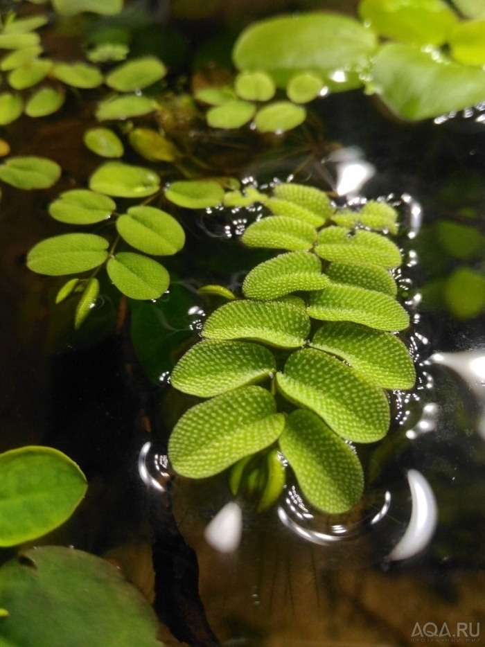 Водный папоротник сальвиния