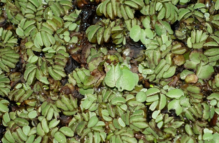 Salvinia adnata