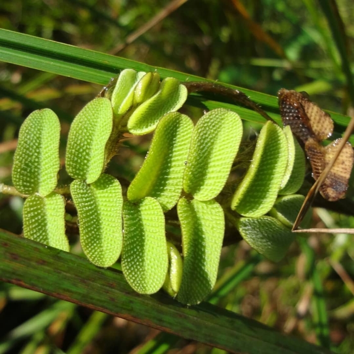Папоротник сальвиния