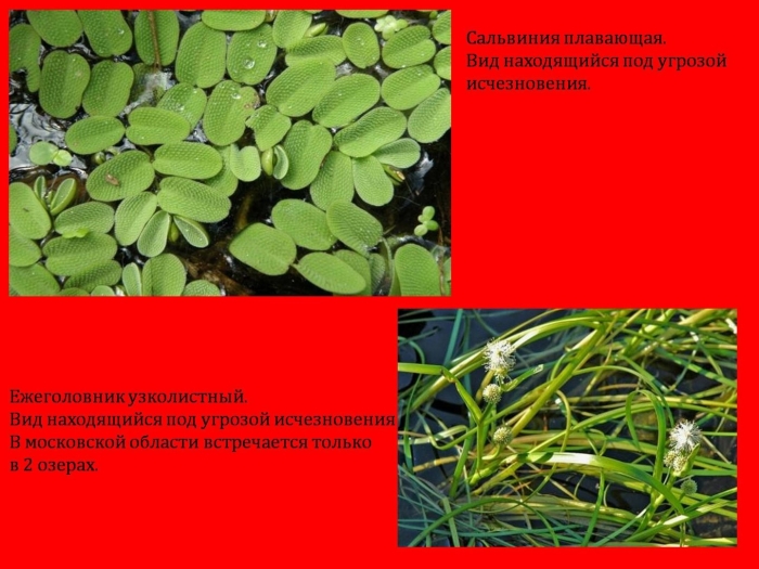 Сальвиния плавающая листья