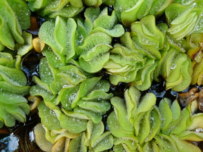 Salvinia molesta