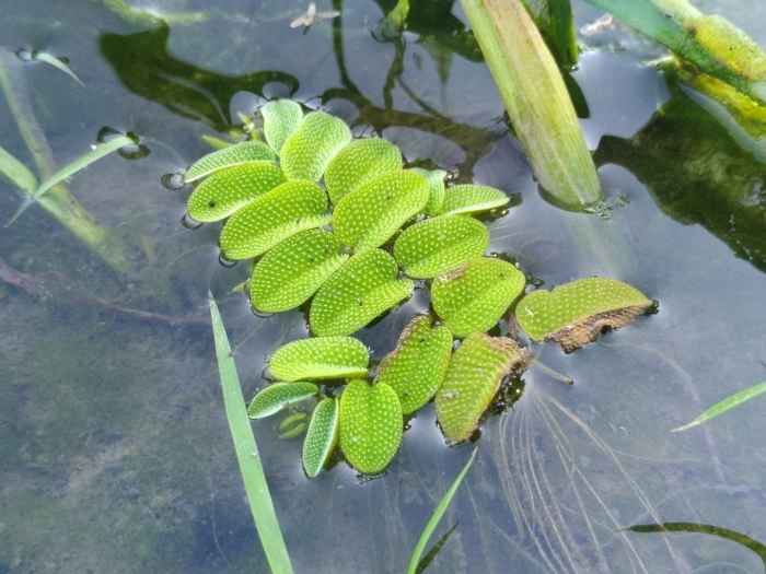 Сальвиния клобучковая