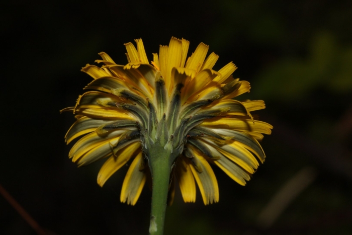 Hypochaeris radicata