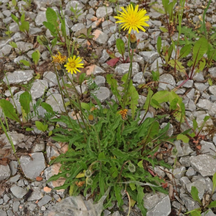 Пазник стержнекорневой