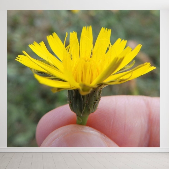 Сорняк похожий на одуванчик