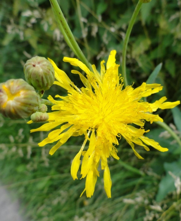 Осот желтый полевой