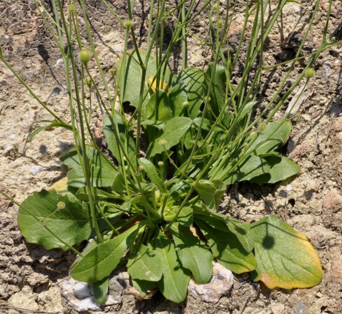 Plantago major