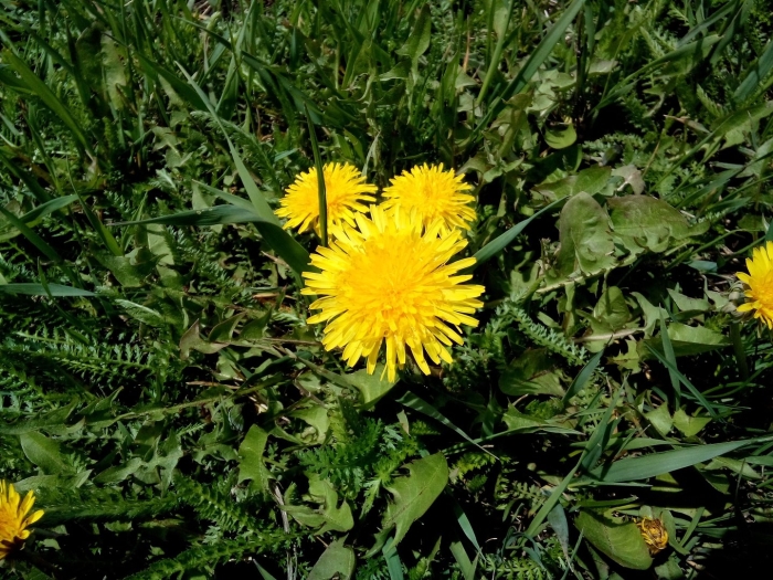 Одуванчик лекарственный taraxacum officinale