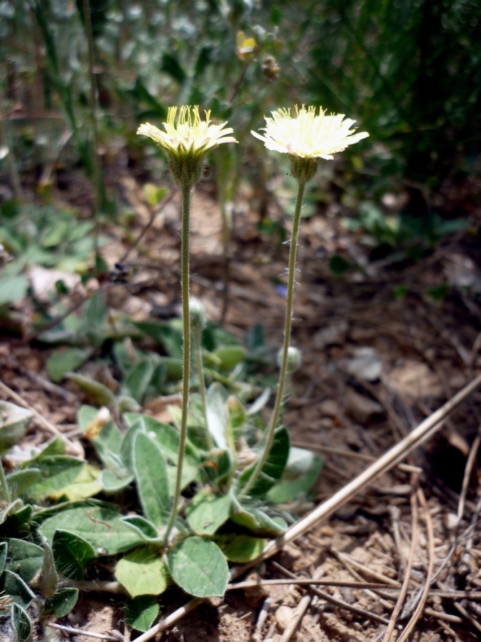 Andryala integrifolia