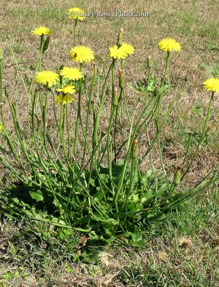 Taraxacum officinalis