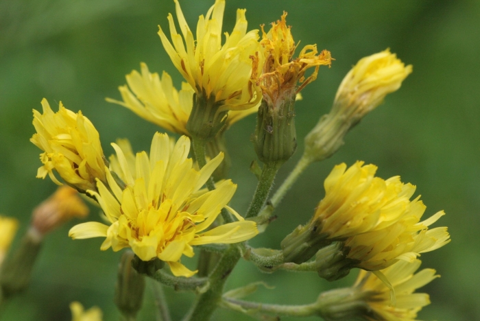 Crepis praemorsa