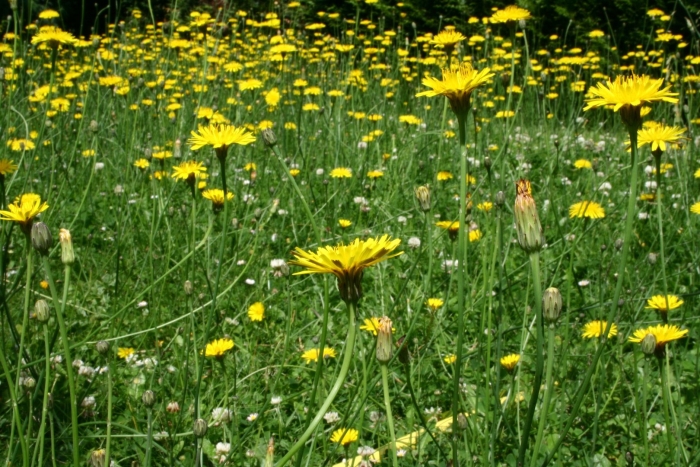 Hypochaeris radicata