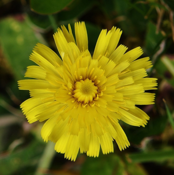 Цветок похожий на одуванчик