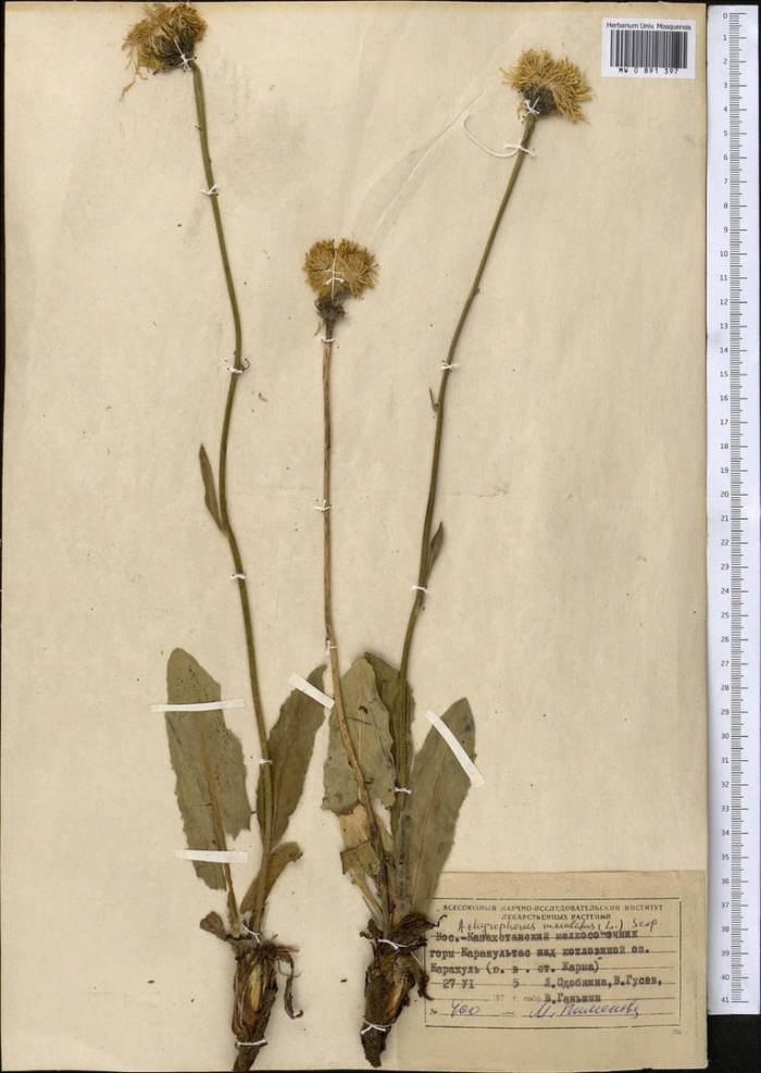 Девясил высокий inula helenium гербарий