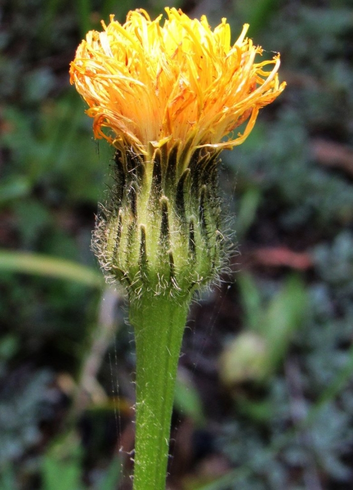 Hypochaeris maculata