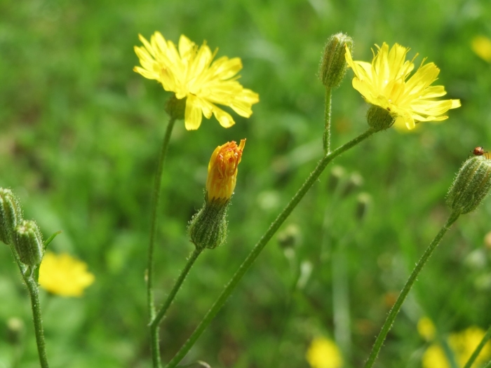 Crepis biennis