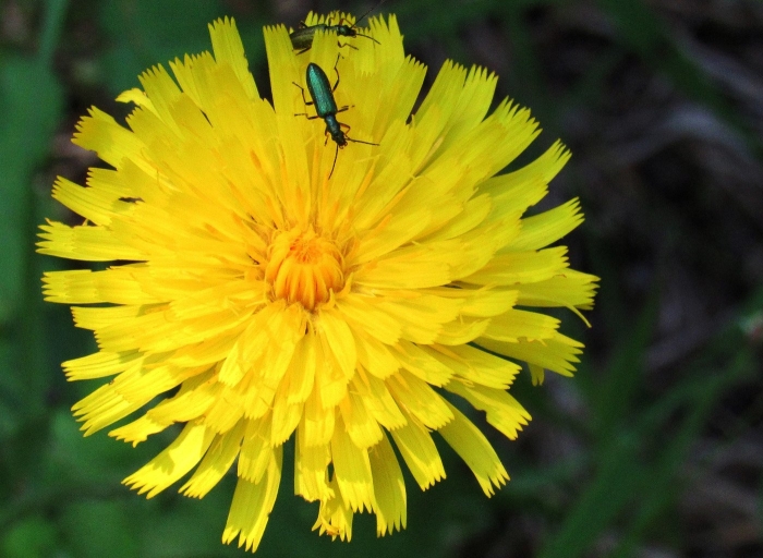 Пазник растение