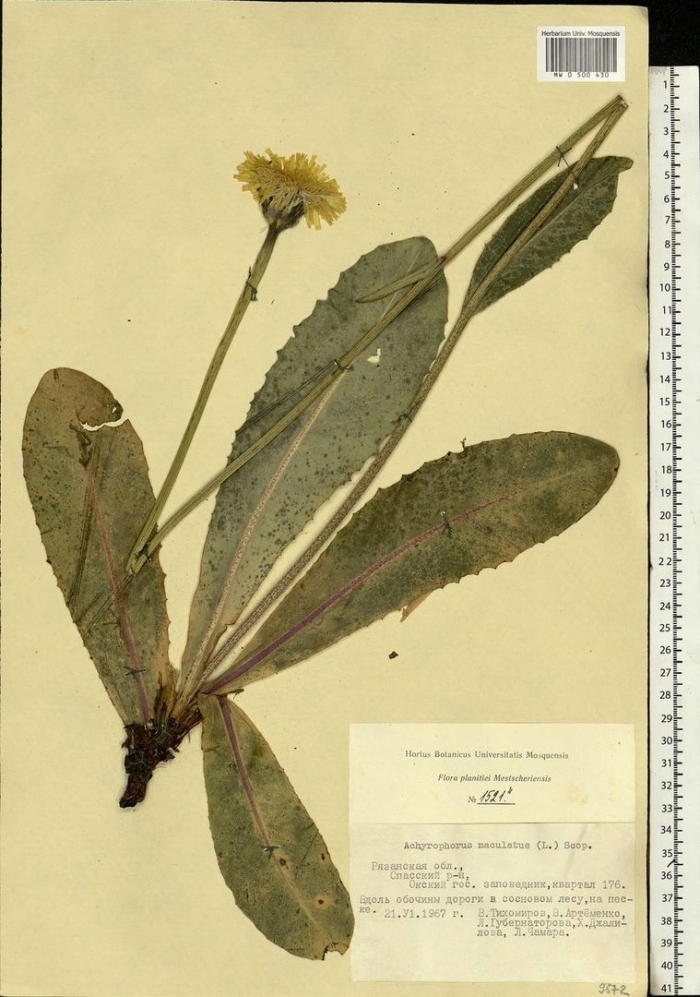 Тромсдорфия крапчатая