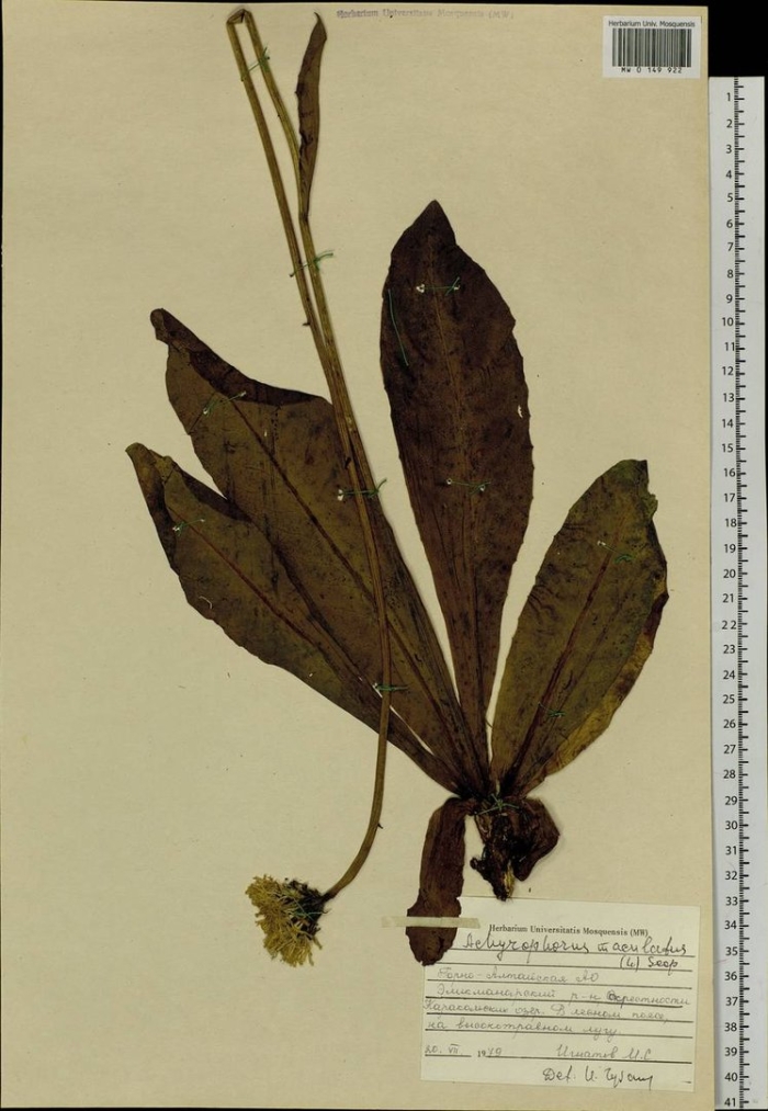 Hypochaeris maculata