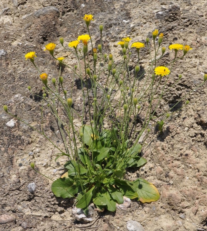 Ястребинка волосистая hieracium pilosella