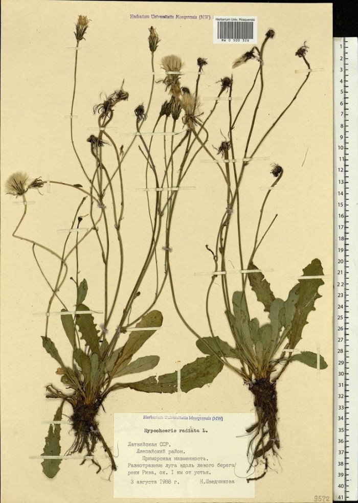 Кульбаба осенняя - leontodon autumnalis