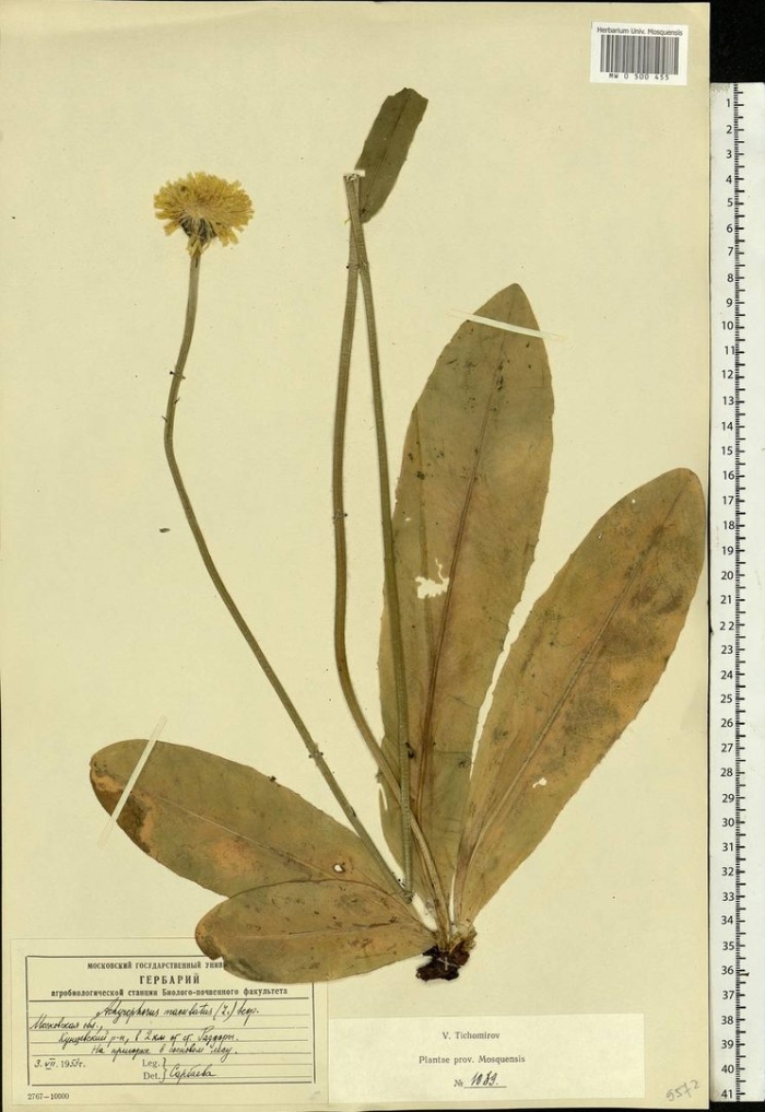 Ястребинка волосистая hieracium pilosella