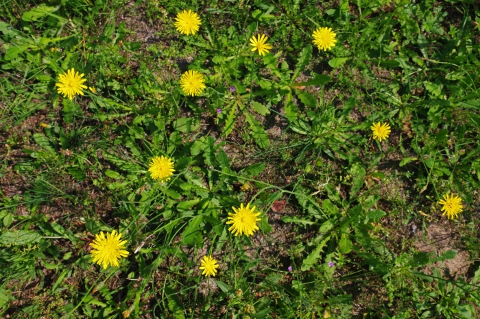 Taraxacum officinale лист