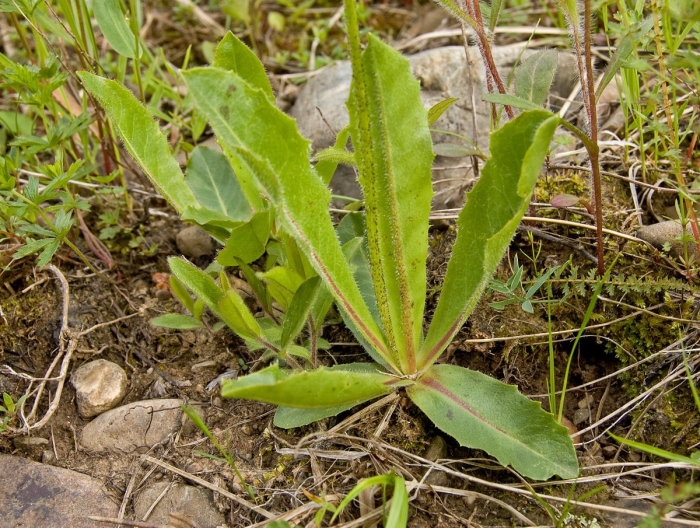Латук дикий компасный lactuca serriola