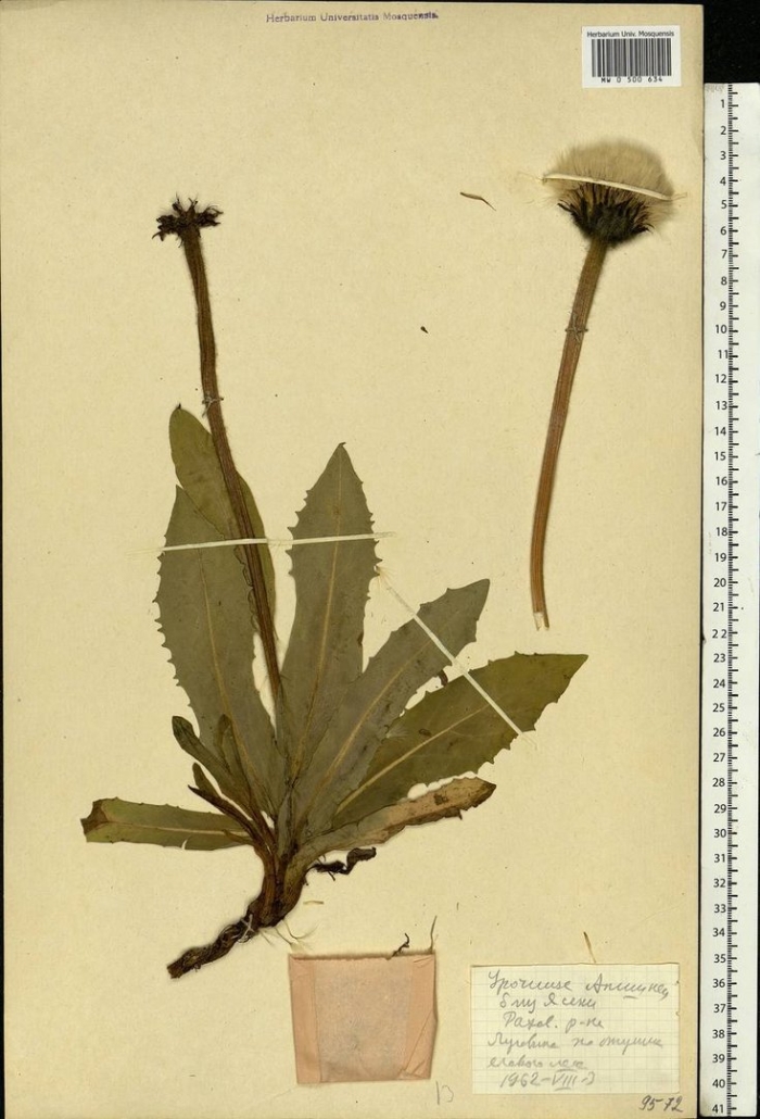 Одуванчик лекарственный гербарий