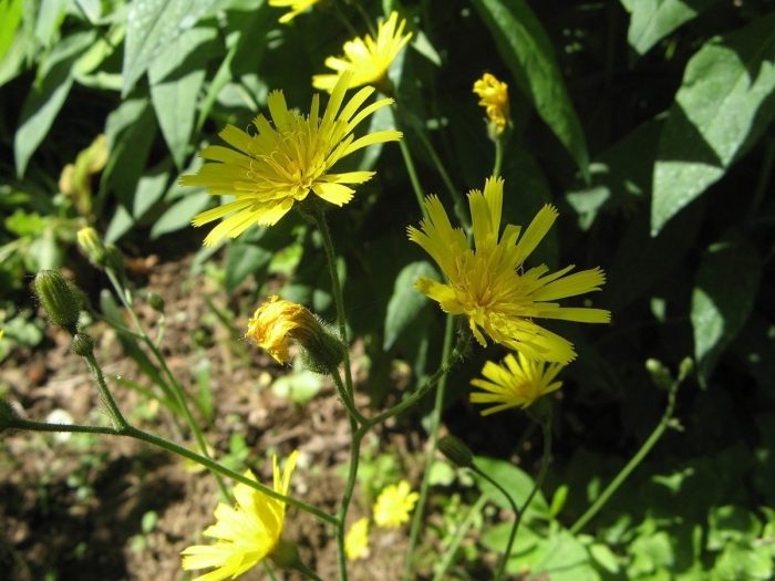 Ястребинка крапчатая