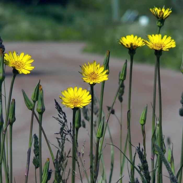 Козлобородник луговой