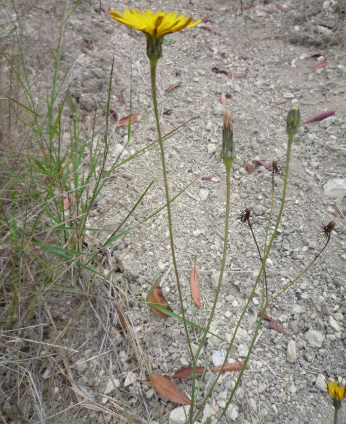 Hieracium floribundum