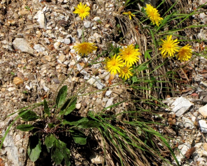 Hieracium bifidum