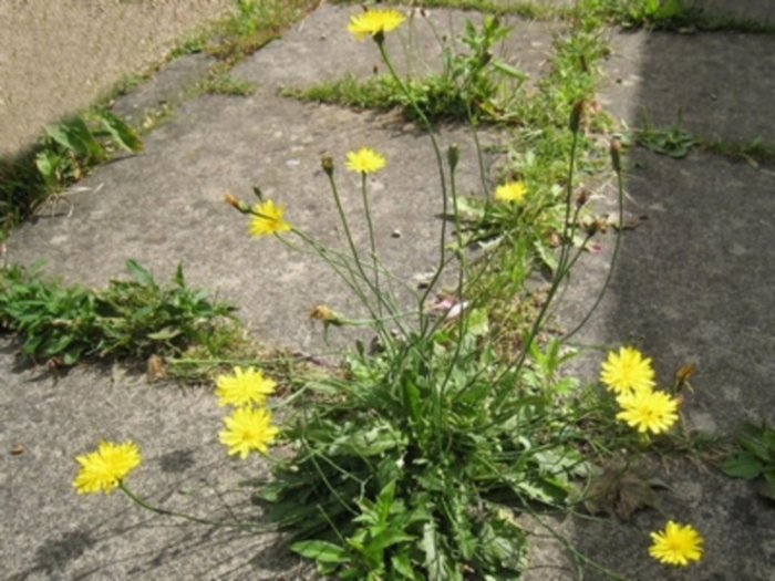 Scorzoneroides autumnalis