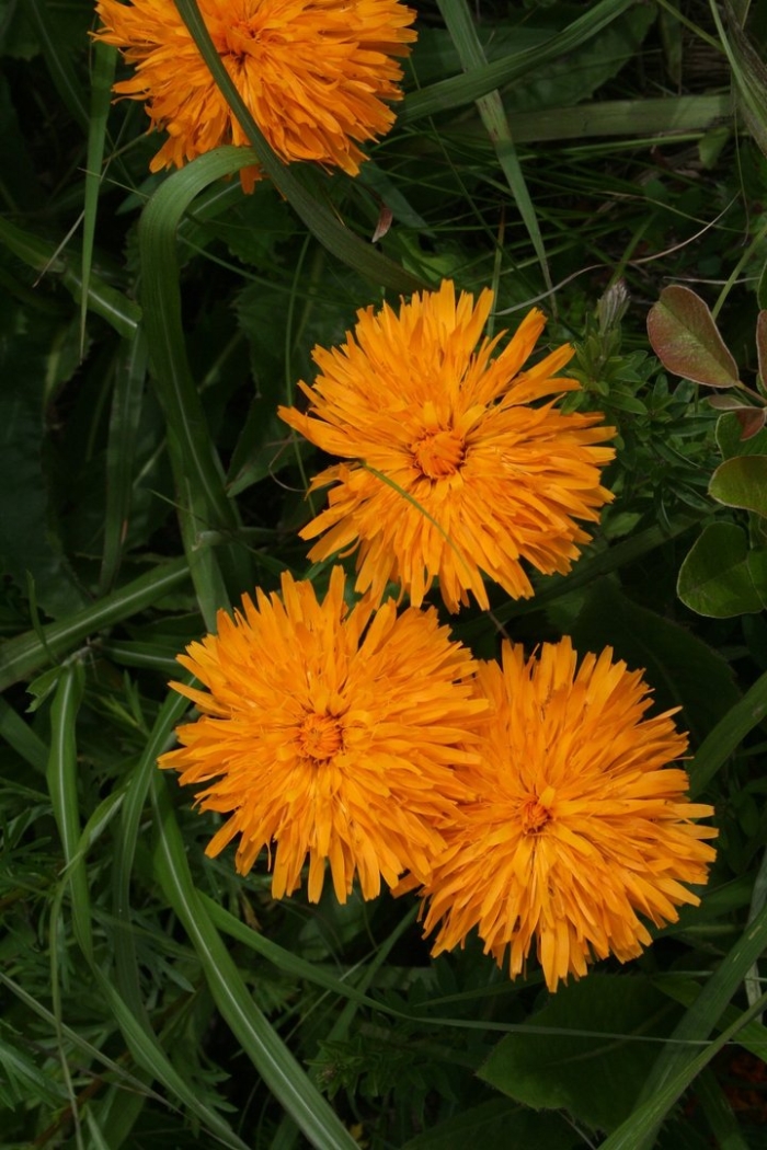 Календула оранжевый дикобраз