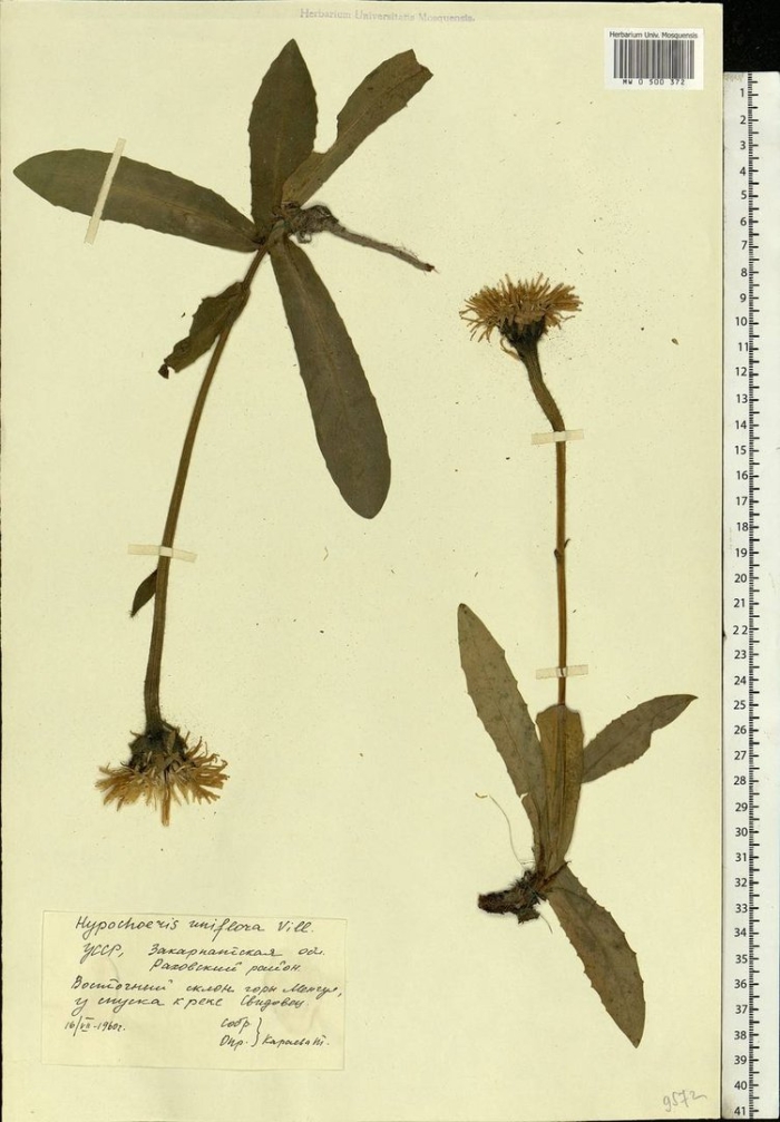 Девясил восточный inula orientalis