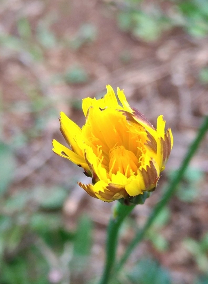 Hypochaeris achyrophorus