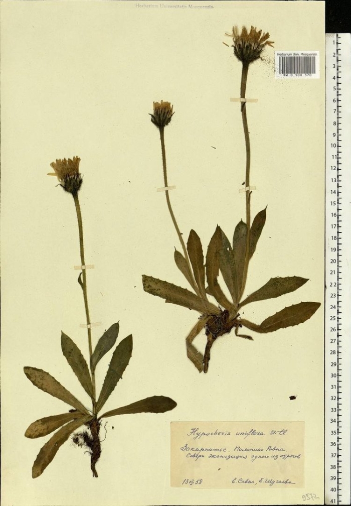 Ястребинка дернистая