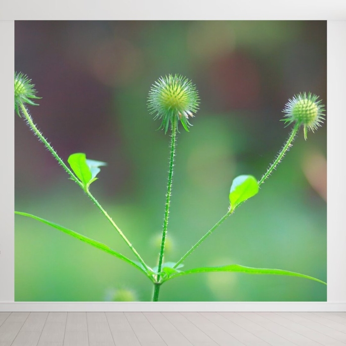 Природа растения