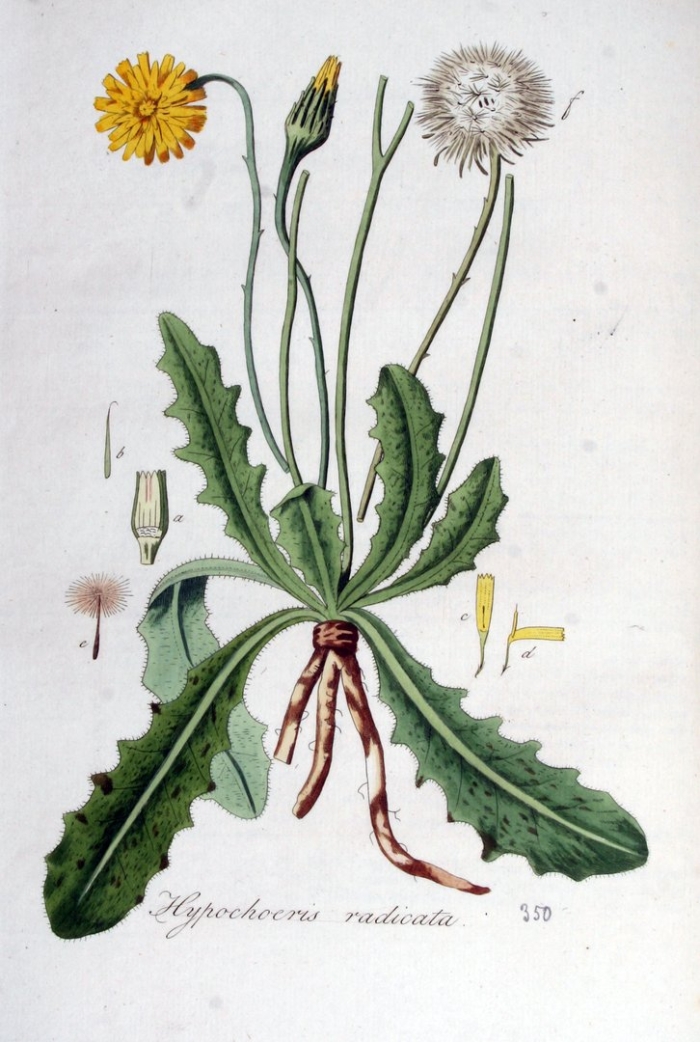 Taraxacum officinale ботаническая иллюстрация
