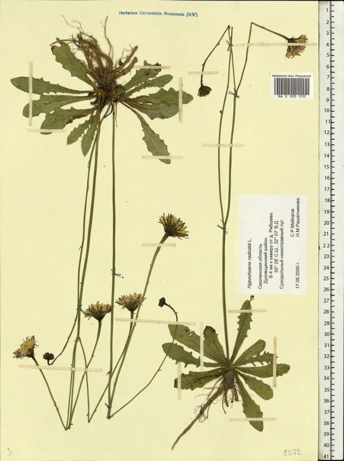 Ястребинка волосистая гербарий