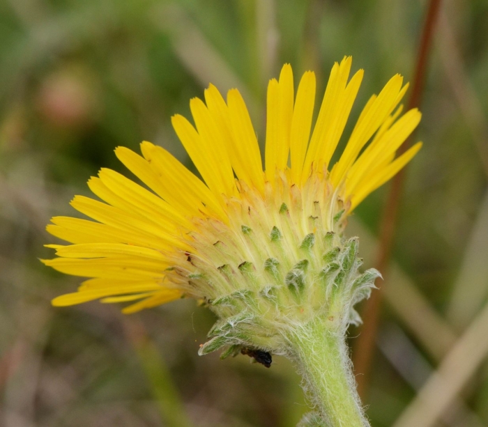 Inula montana
