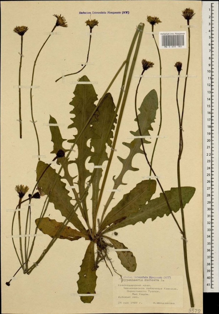 Одуванчик taraxacum officinale