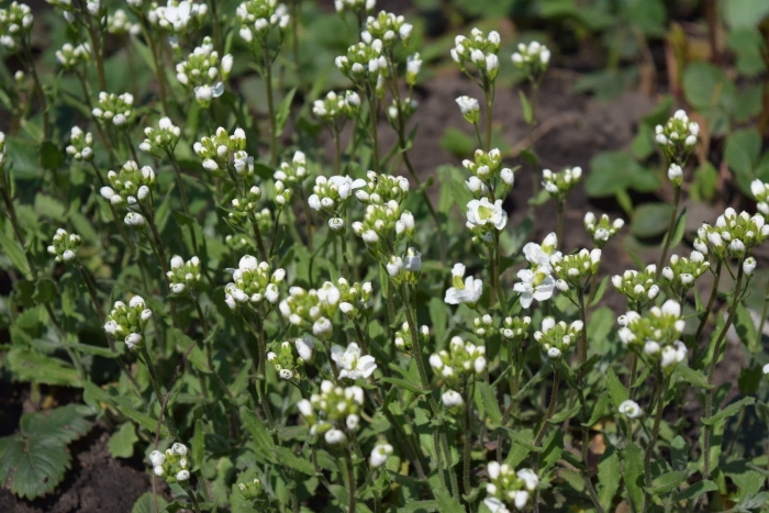 Ярутка полевая