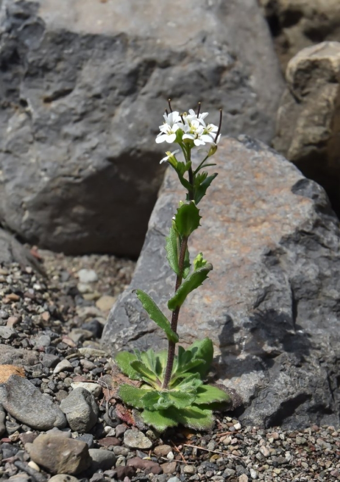Arabis alpina l. арабис альпийский