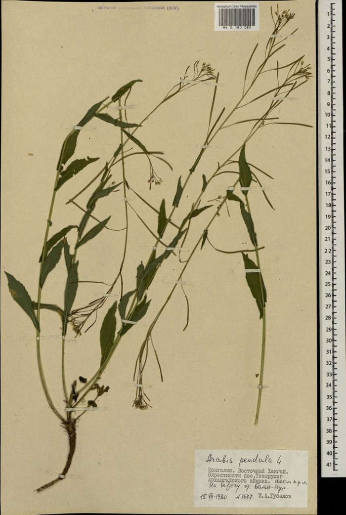 Желтушник левкойный гербарий