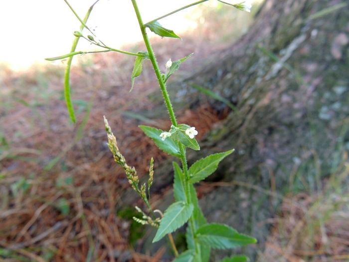 Резуха стреловидная