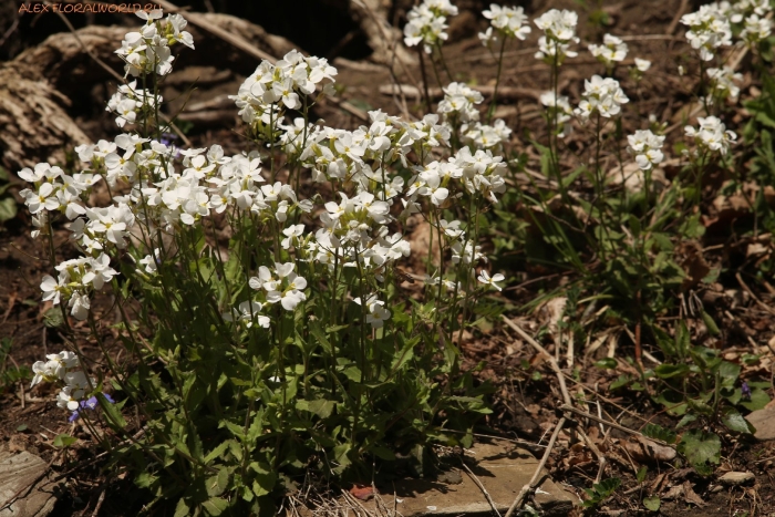 Арабис резуха кавказская
