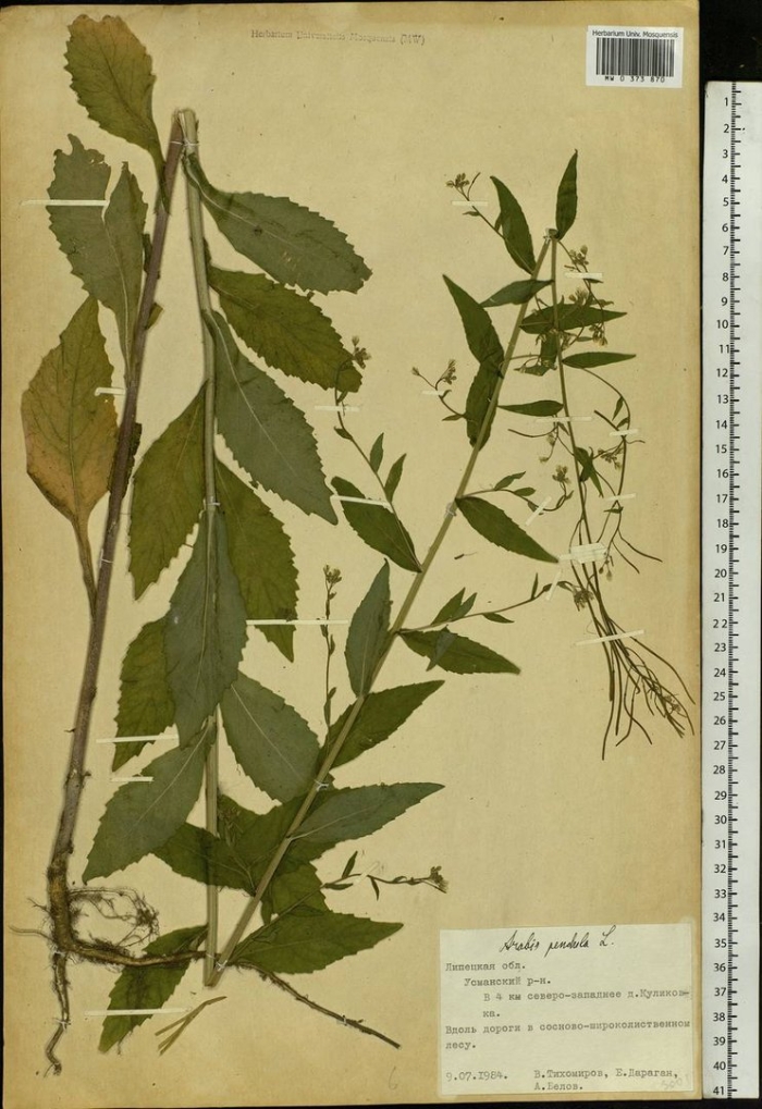 Горец перечный - polygonum hydropiper